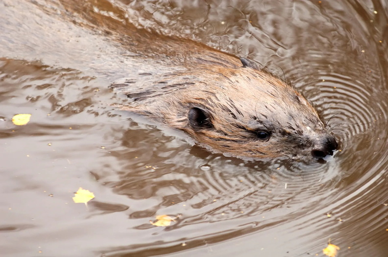 Beaver swimming, Scotland, UK